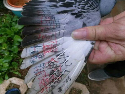 ���м����й�̨������(ͼ)