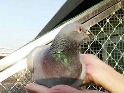 �������ֶ��������ֲ���������(ͼ)