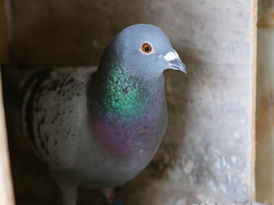 �������� ��������(ͼ)