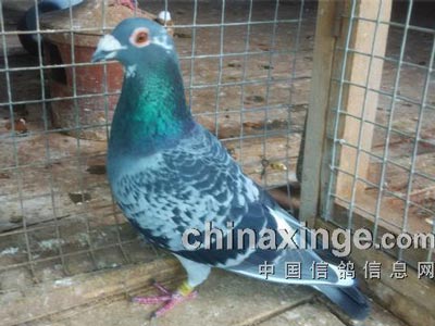 ��ͷ����Ŵ���λ �����ܸܵ�(ͼ)