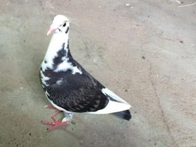 ���𰮸� �������(ͼ)