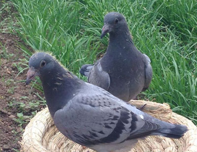 ����׸� �׺�������ð�(ͼ)