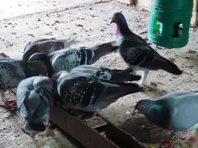 �����˵���������(ͼ)