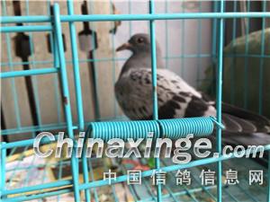 ����ֱ�ӵ�ǹƥ��������(ͼ)