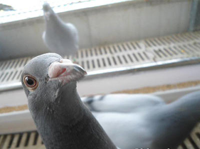 ���Ϊ�� ����ʫ������(ͼ)