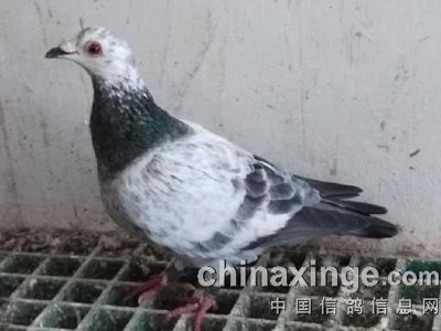 ״̬�����ԣ�����ǧ�����������(ͼ)