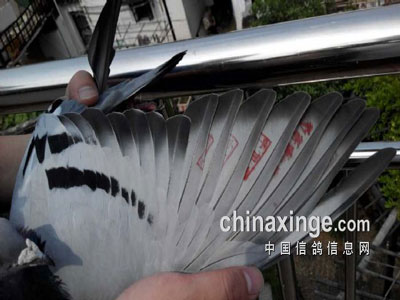 江苏千公里 苏州火车头三甲归来(图)