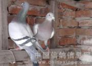�����鳲�����ָ�����