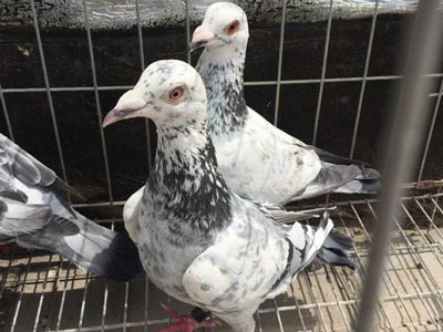 �������� ����Χ��(ͼ)