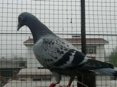 ����׸��ʱ����