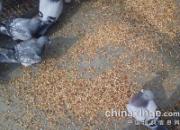 �������ھ��� 