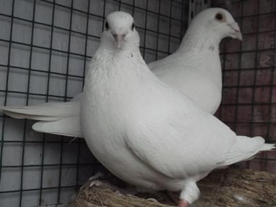 �����Ʒ�ơ������ס�(ͼ)