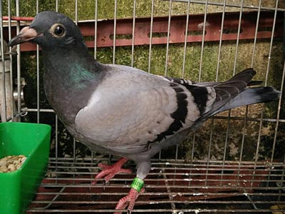 һ����ü���۵��׸�(ͼ)