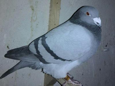 �����ǲ���(ͼ)