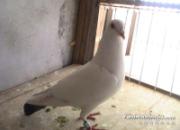 ͼ��������Ҹ�ֻ��һ��ø�