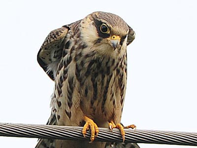 �С�������������Ჶʳ����(ͼ)