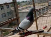�ĸ���ٹ���鳲�ſ�����(ͼ)