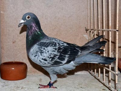 ŷս�챨������ʱ����˹6236��ھ����(ͼ)