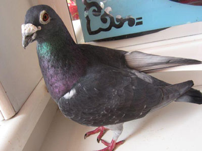 ���ۣ���Զ���Ϲ�Ѫ���ѳɼ��ߣ�