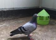 ȥ��ǧ����9�� �����19��(ͼ)