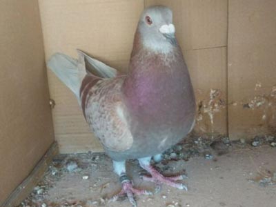 90��İ�������(ͼ)