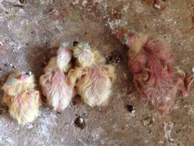 �ֹ���ι ���ɹ���ι����(ͼ)