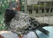 �鳲 �����׺����õļ��ʴ�(ͼ)