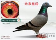 ̽��˫ϵ��Ѫ��������(ͼ)