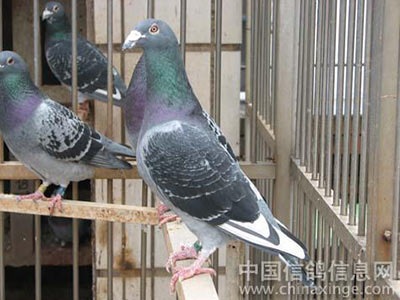 ��������ʫ