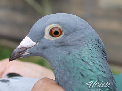 �����Ƹ������ ն�����³���Ǿ�