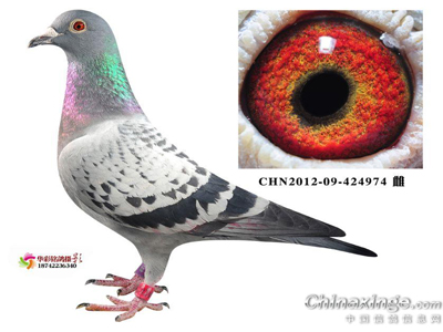 ��15���Ϻ�����ܾ����Ǿ����·�(ͼ)