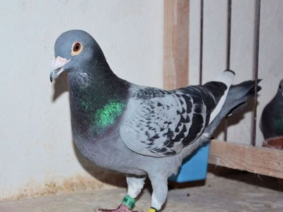 ���ó�������������� �������ѶȲ�С