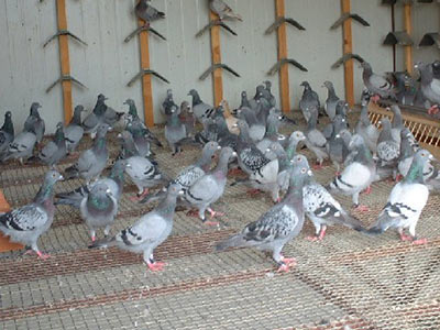 �ߵͷ���ͨ�� ��������������ͣ�(ͼ)