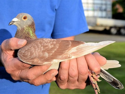 ������Ѫ֮�󣺱���ʱ�����ɴ����ھ�����(ͼ)