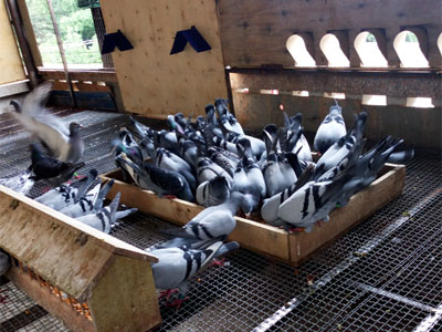 ��Щ����զ����