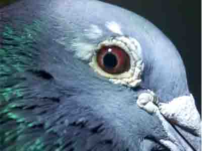 ���������� �û�����֪(ͼ)