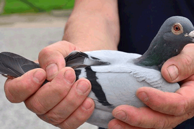 ������II����13437��Ԥ�ƽ��տ�ս(ͼ)