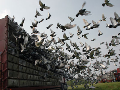 ����³�򼯸����� ˾�ŵظ�Ϊ�Ǿ���(ͼ)