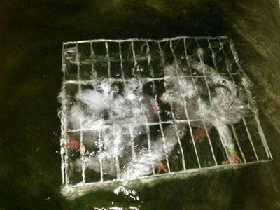 ҹ�����޵ĸ��Ӿ͸��¾ƣ�(ͼ)