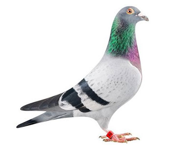 ��۸����겻���ɼ�ɱ����