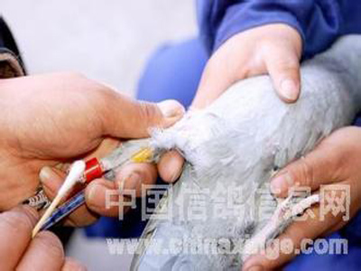 幼鸽遭遇腺病毒袭击(图)