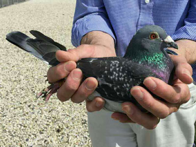 ��������³��������� ��ƿ˴��ȫʤ(ͼ)