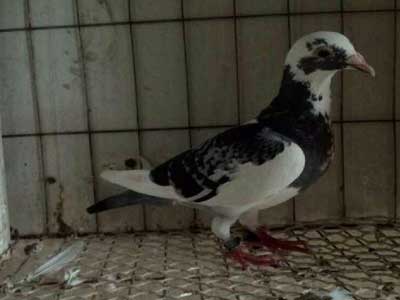 ������ţ��ĸҪ���� ��ɶ�ã�(ͼ)