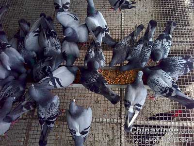 �峿ι��ͼ ��������ͦ������(ͼ)