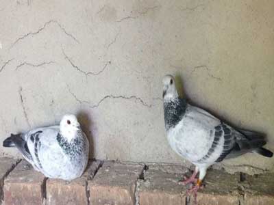 �����԰�����ջ�(ͼ)