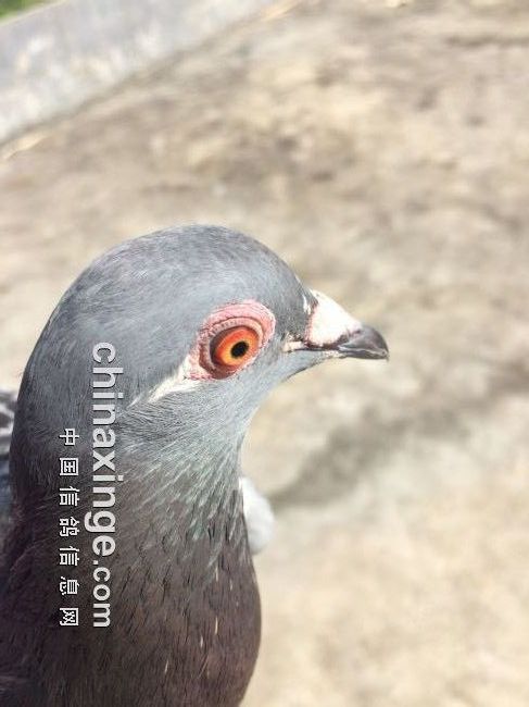 �������� ˵˵�ص�(ͼ)