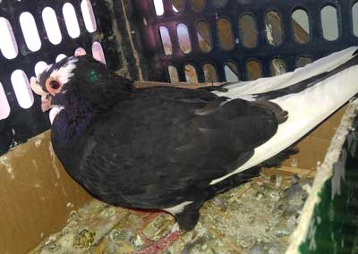 300Ԫ�Ե�����߷ɸ� ����ֵô��(ͼ)