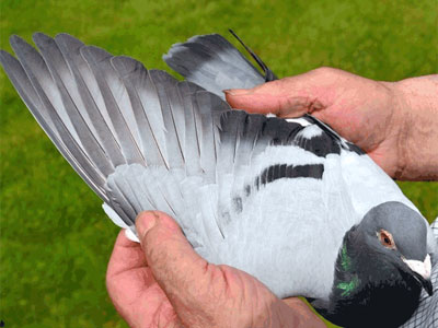 ����ʱ����³������1.6����ھ���¯(ͼ)