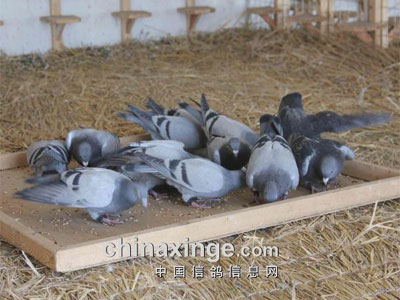 �Ÿ�Ĺ�����ʹ�跨