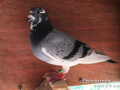 ��¥�һ�Դ������ ���� ������(ͼ)